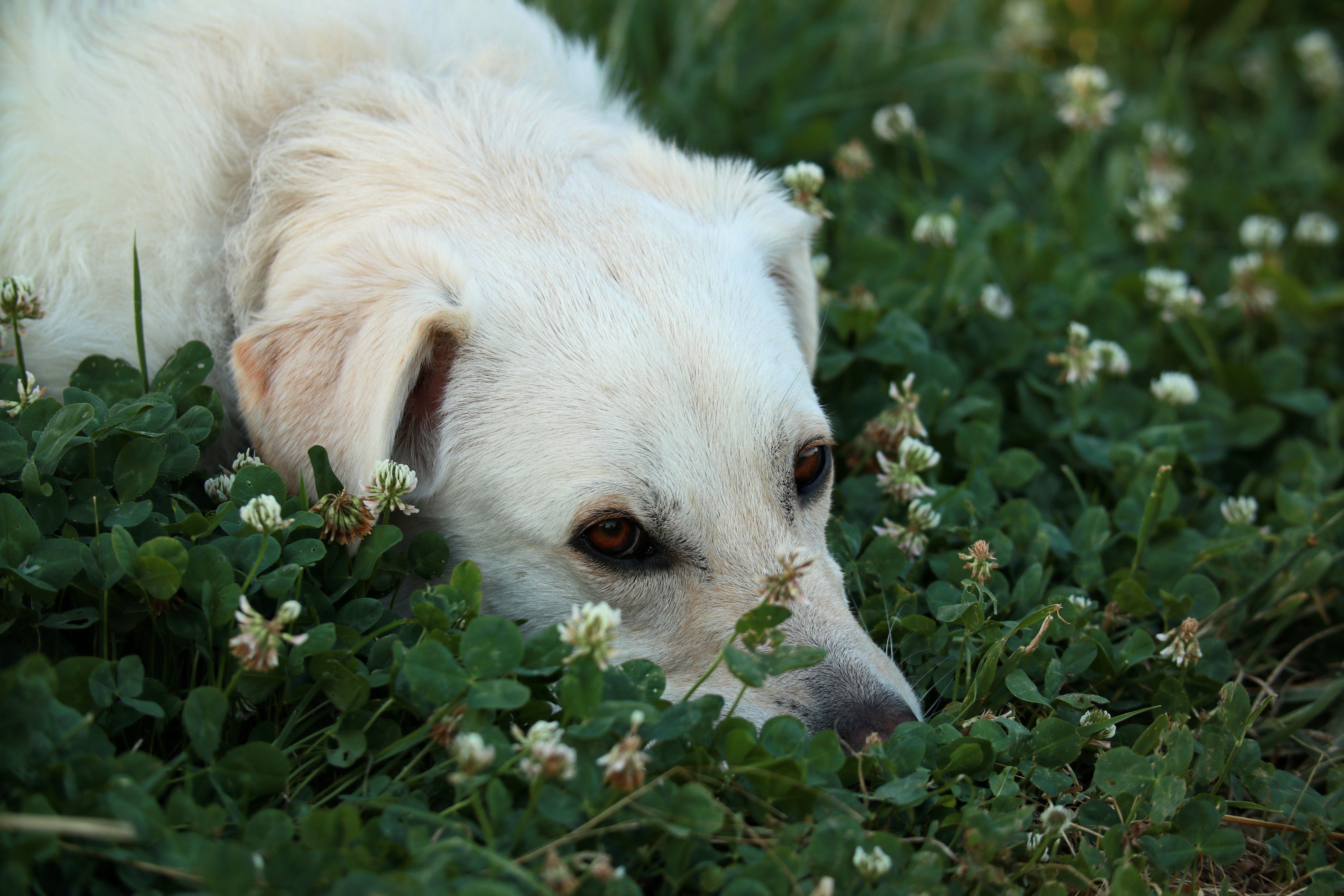 Pourquoi les chiens mangent-ils de l'herbe ?