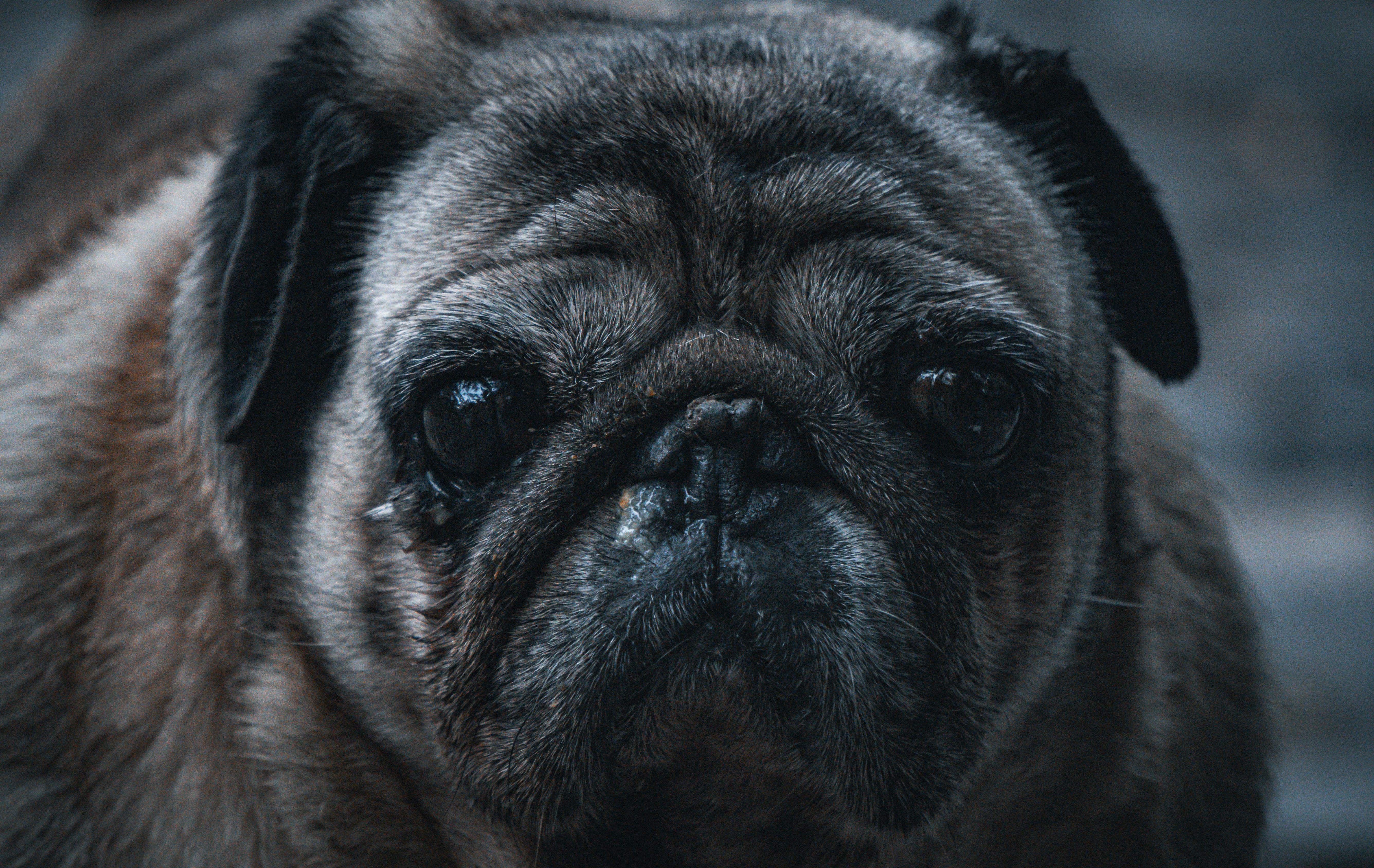 Les chiens pleurent-ils de tristesse ?