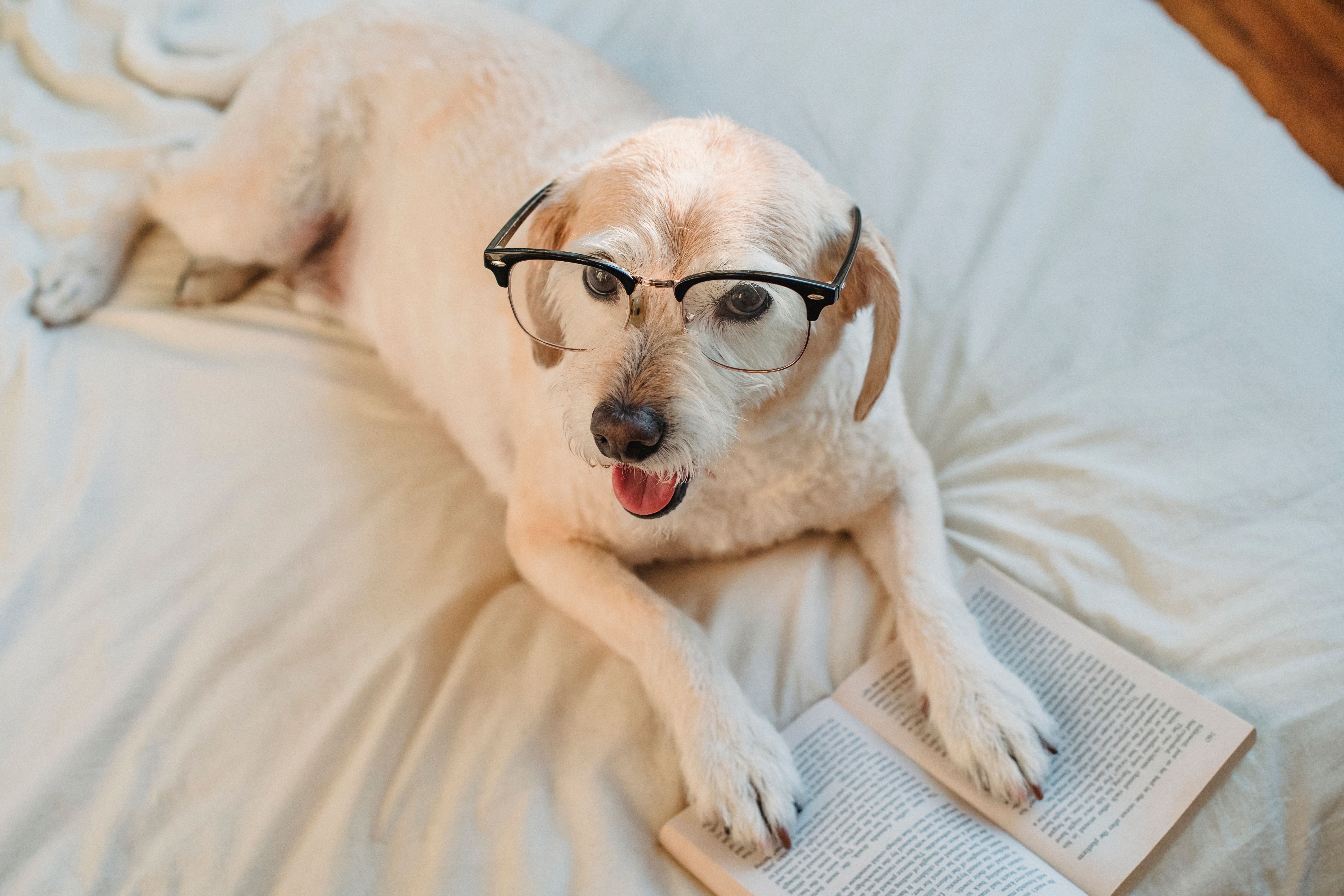 Top 10 des races de chiens les plus intelligentes au monde
