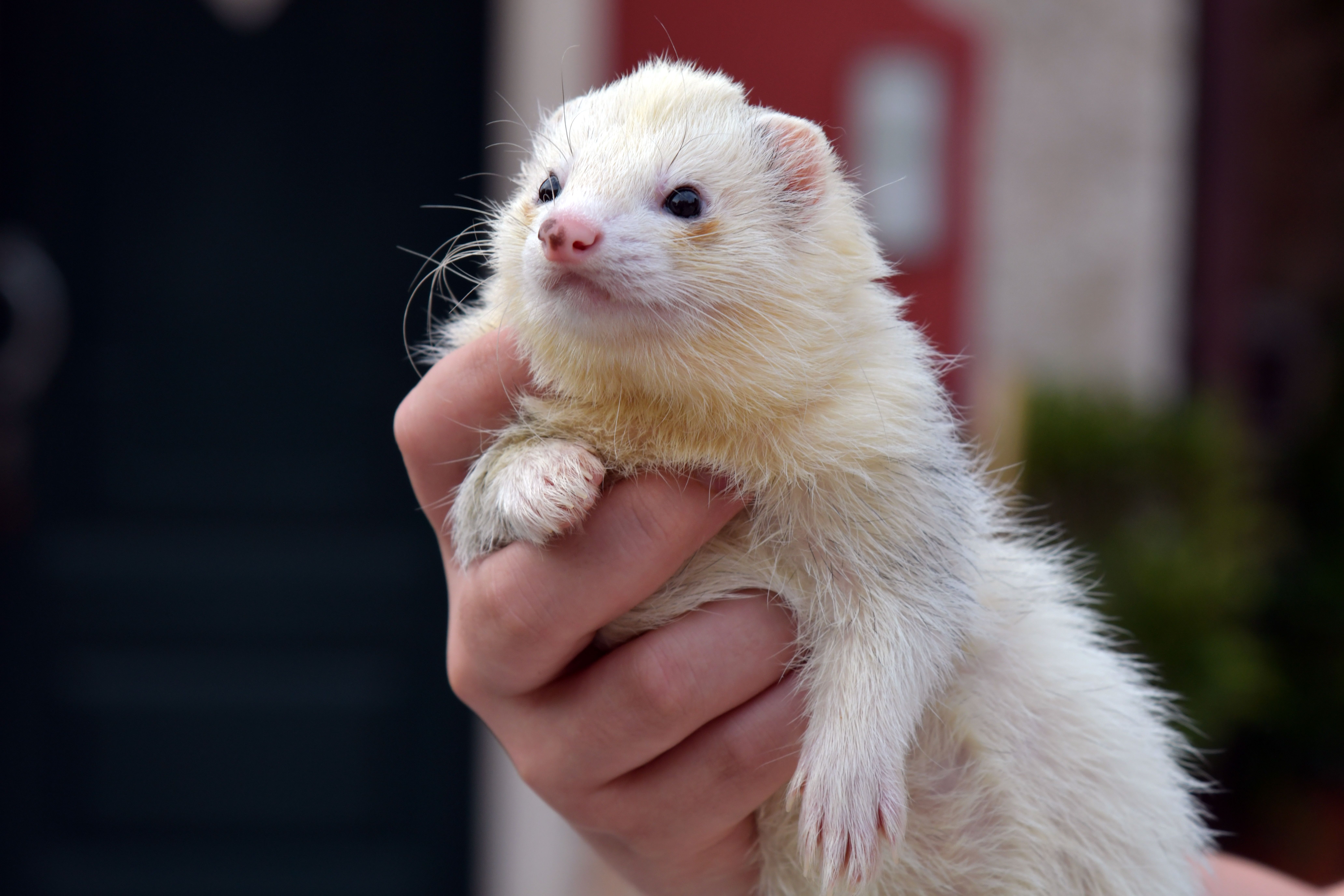 Garde d'animaux atypiques à Paris : trouver un pet sitter pour furet, perroquet ou reptile 