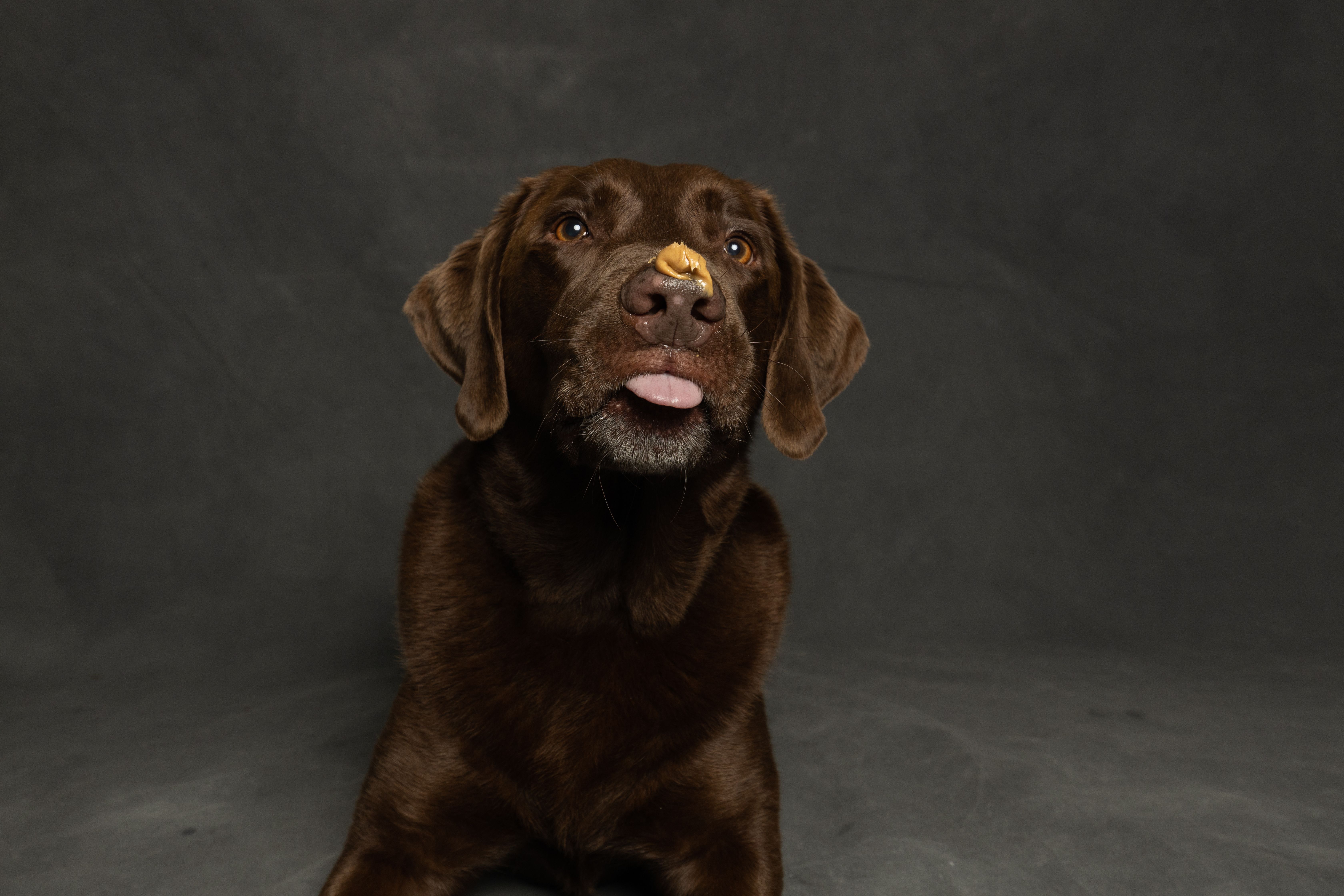 Le chocolat et les chiens : pourquoi est-ce un poison mortel et que faire en cas d'ingestion ?