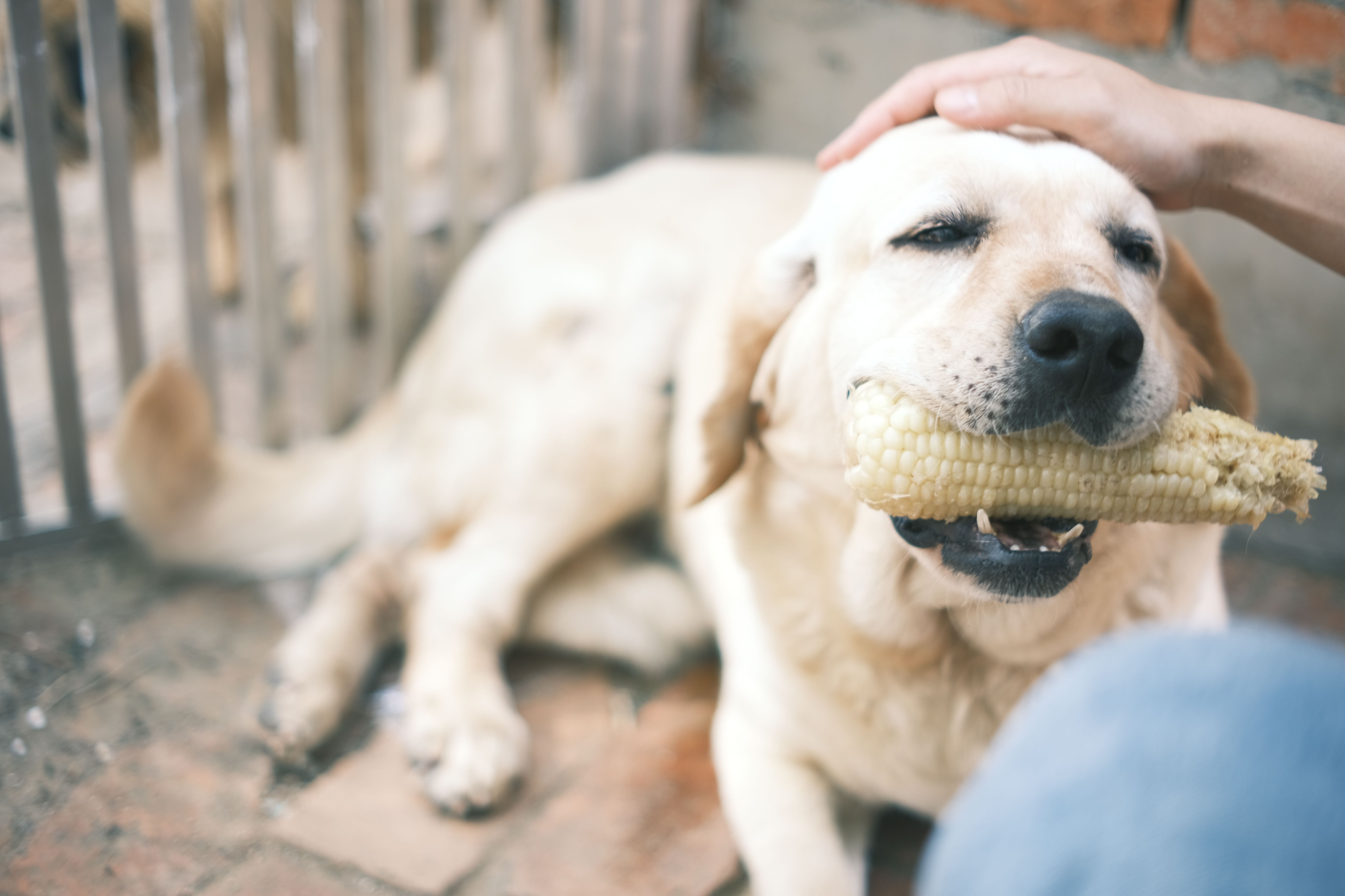 Riz, carotte, courgette : quels légumes et féculents peut-on donner à son chien ?
