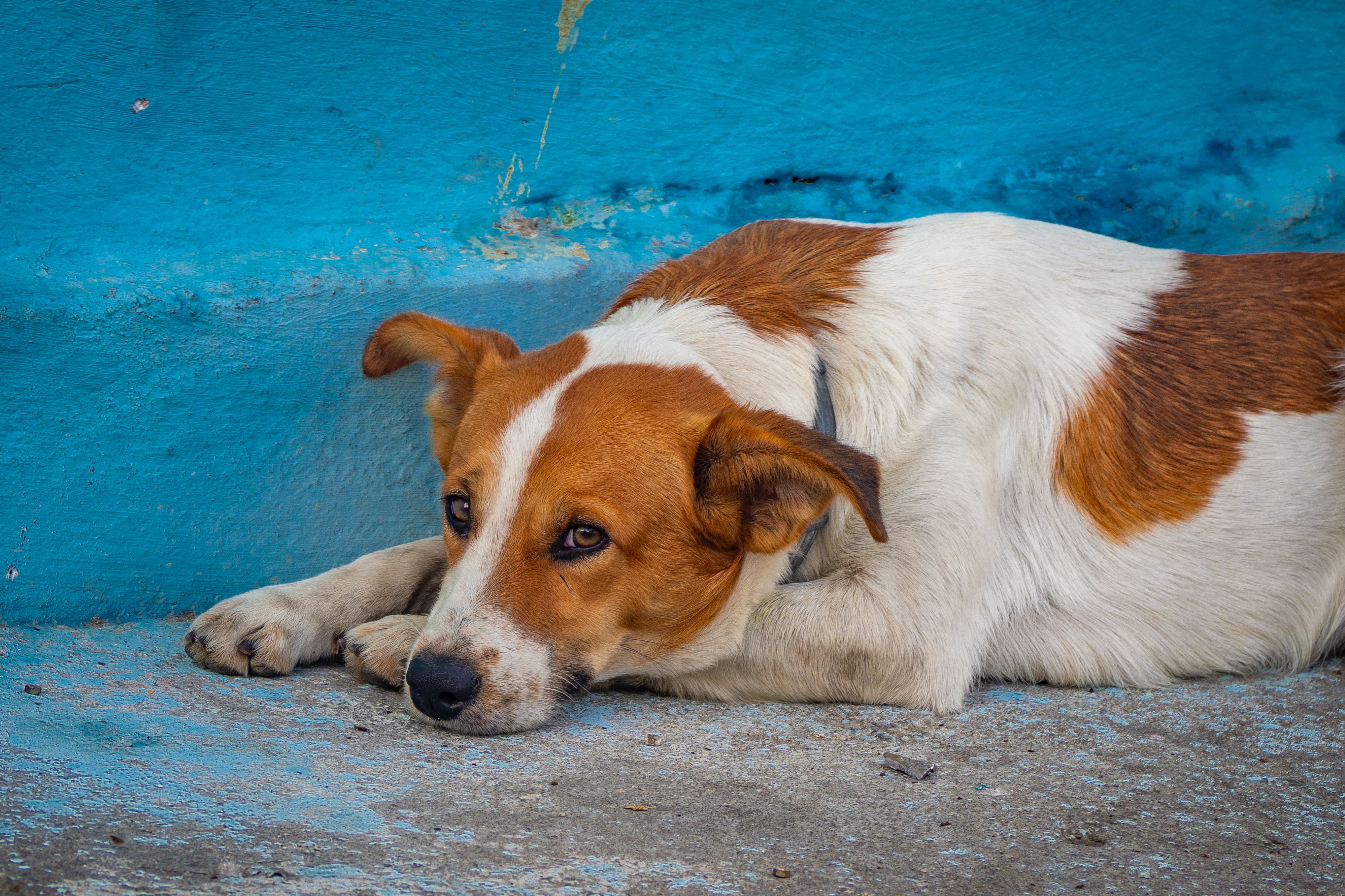 Top 5 des races de chiens qui détestent le plus la solitude