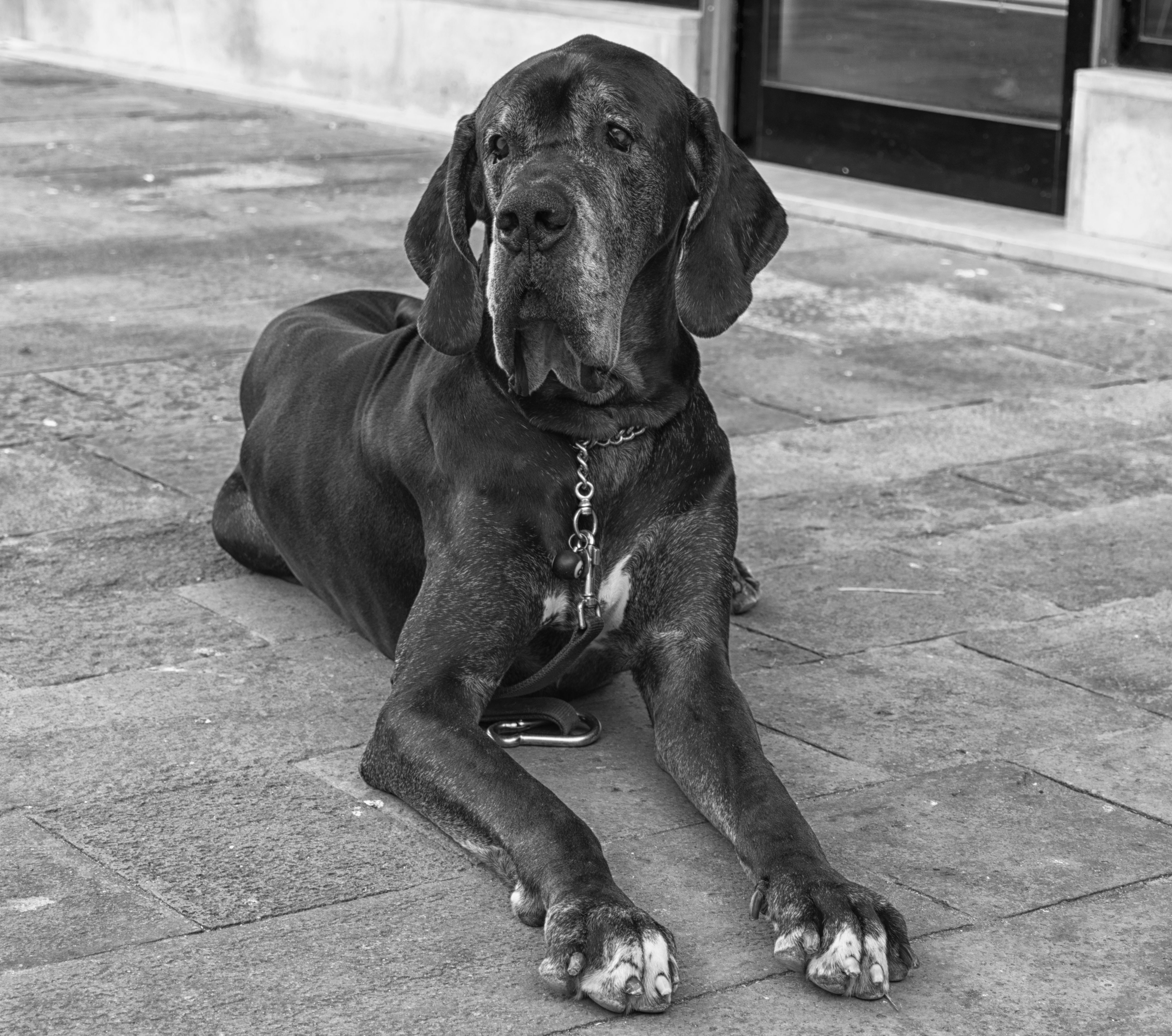 Le chien le plus grand du monde : classement des races les plus géantes