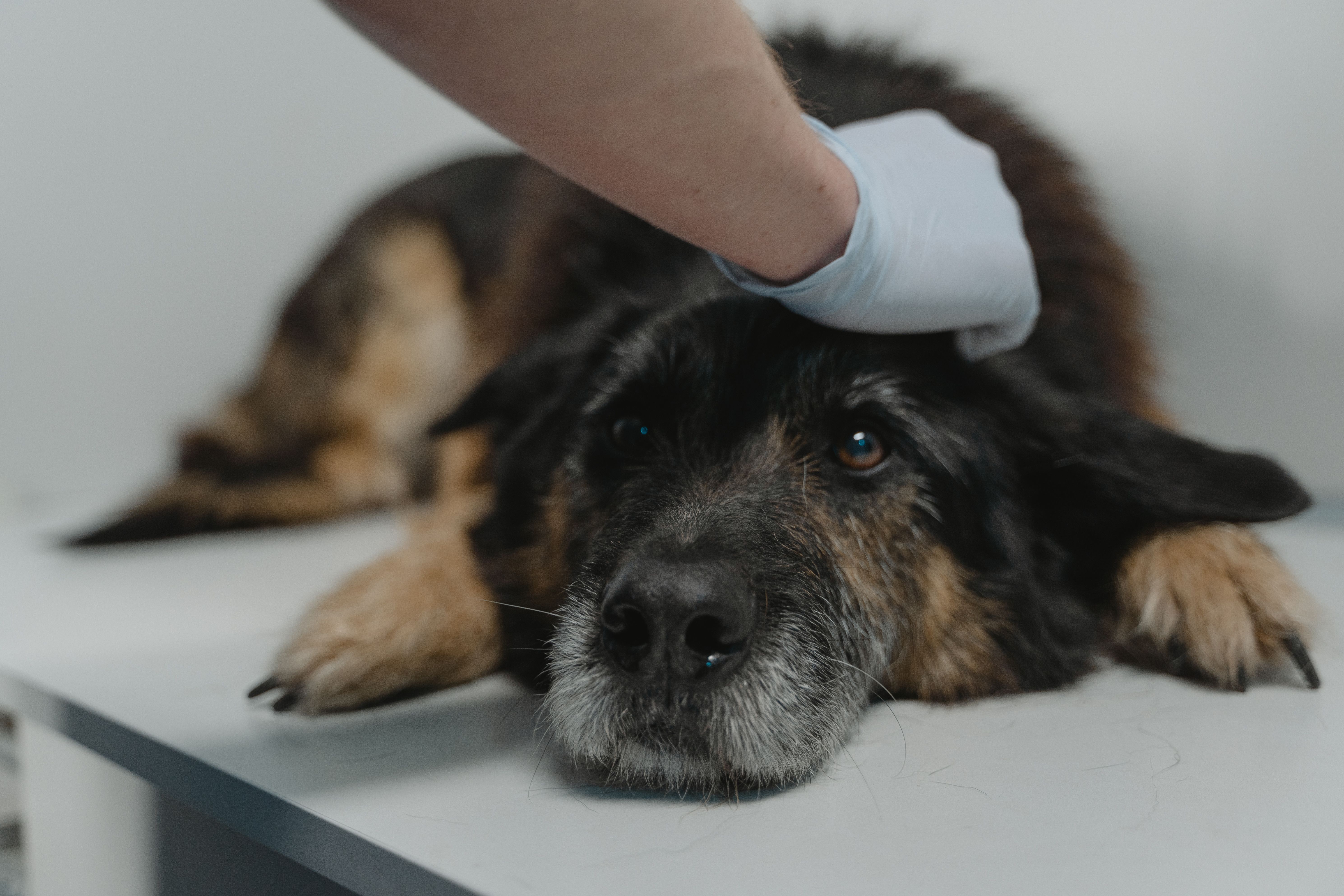 Mon animal a-t-il de la fièvre ? Prise de température et conseils