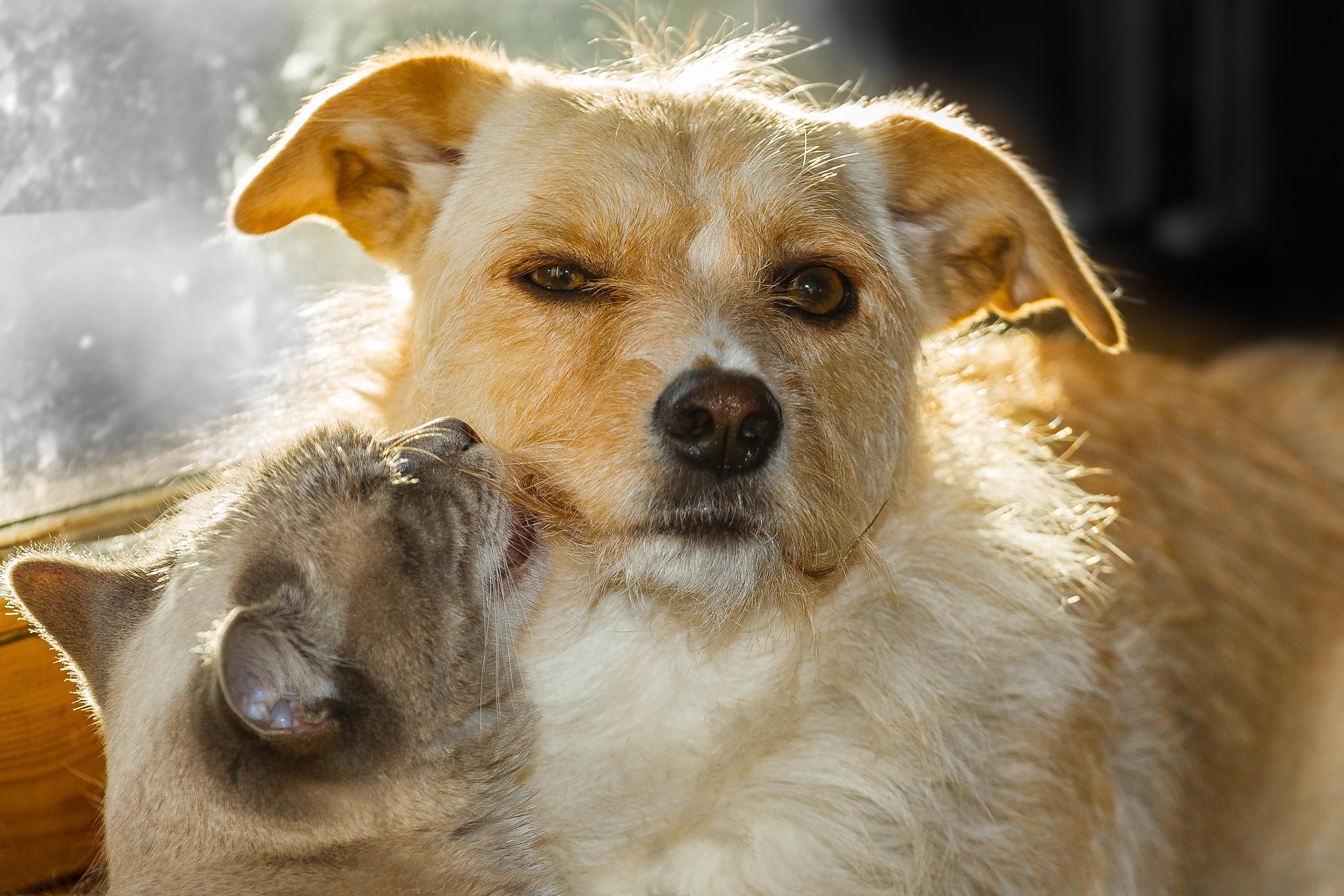 Cherche garde d'animaux à Montpellier : 3 astuces pour trouver un pet sitter en urgence