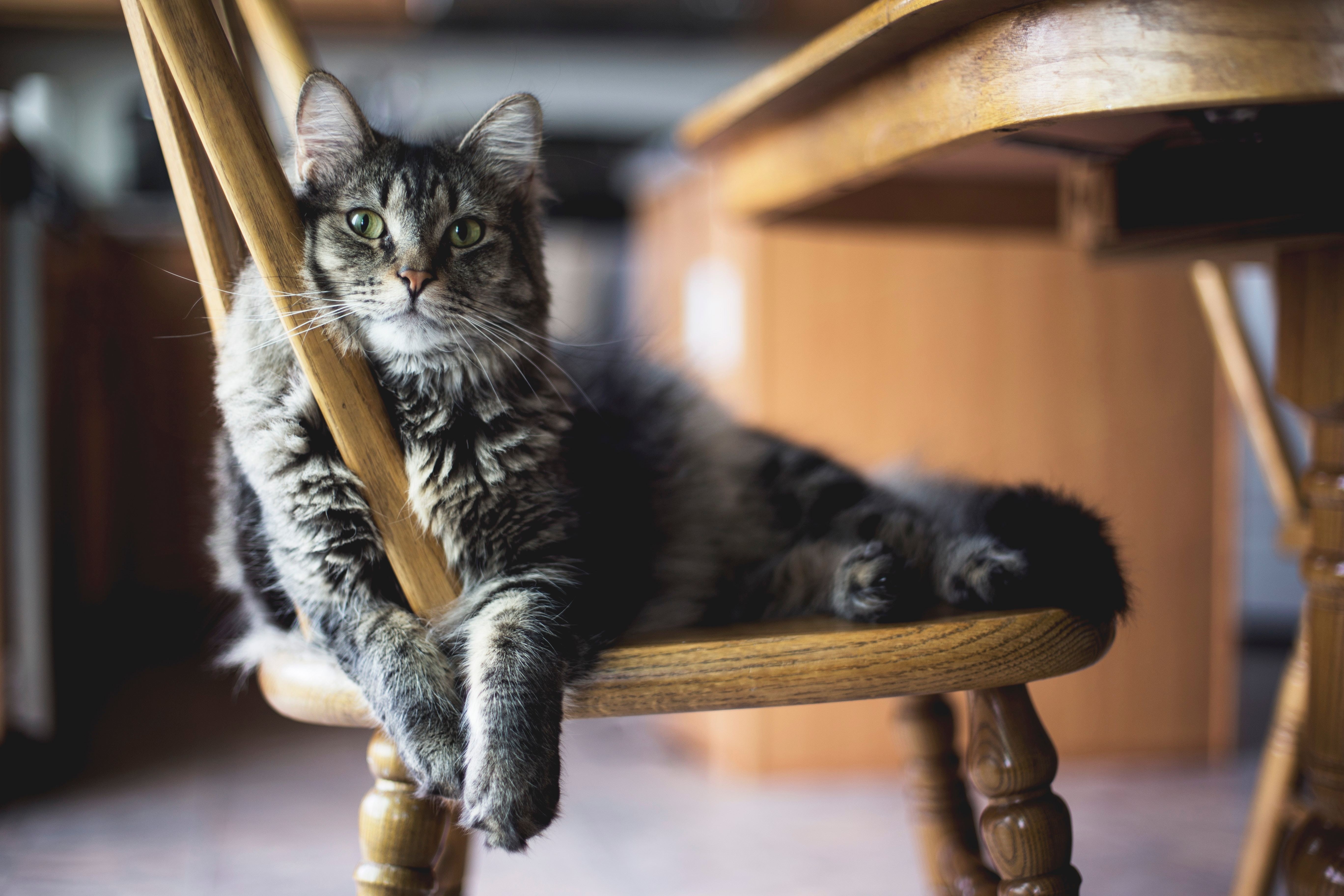 Visite à domicile pour chat à Toulouse : la solution idéale pour les félins toulousains