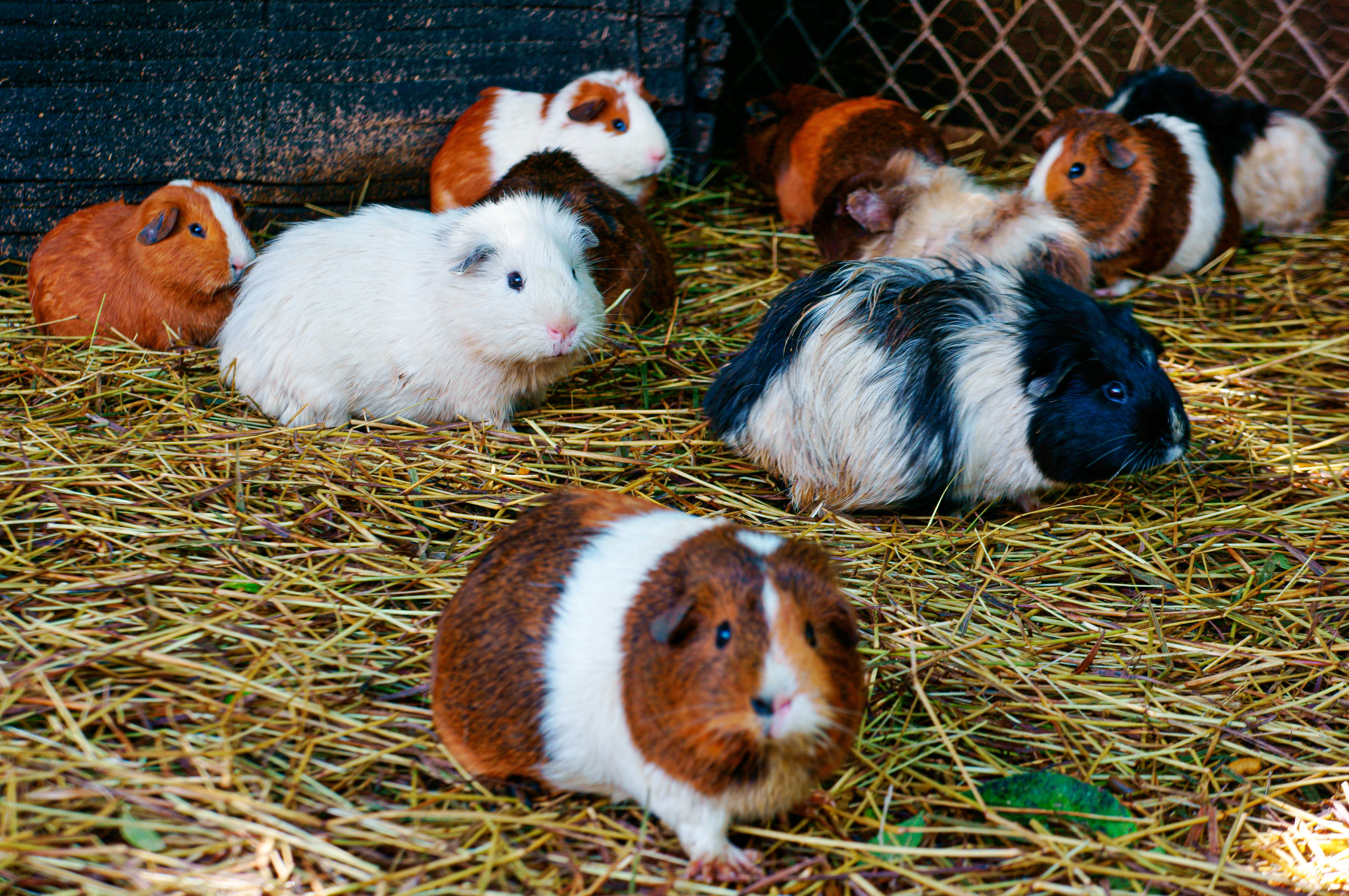 Garde de lapin ou de rongeur à domicile : Les 3 erreurs à éviter absolument pendant votre absence