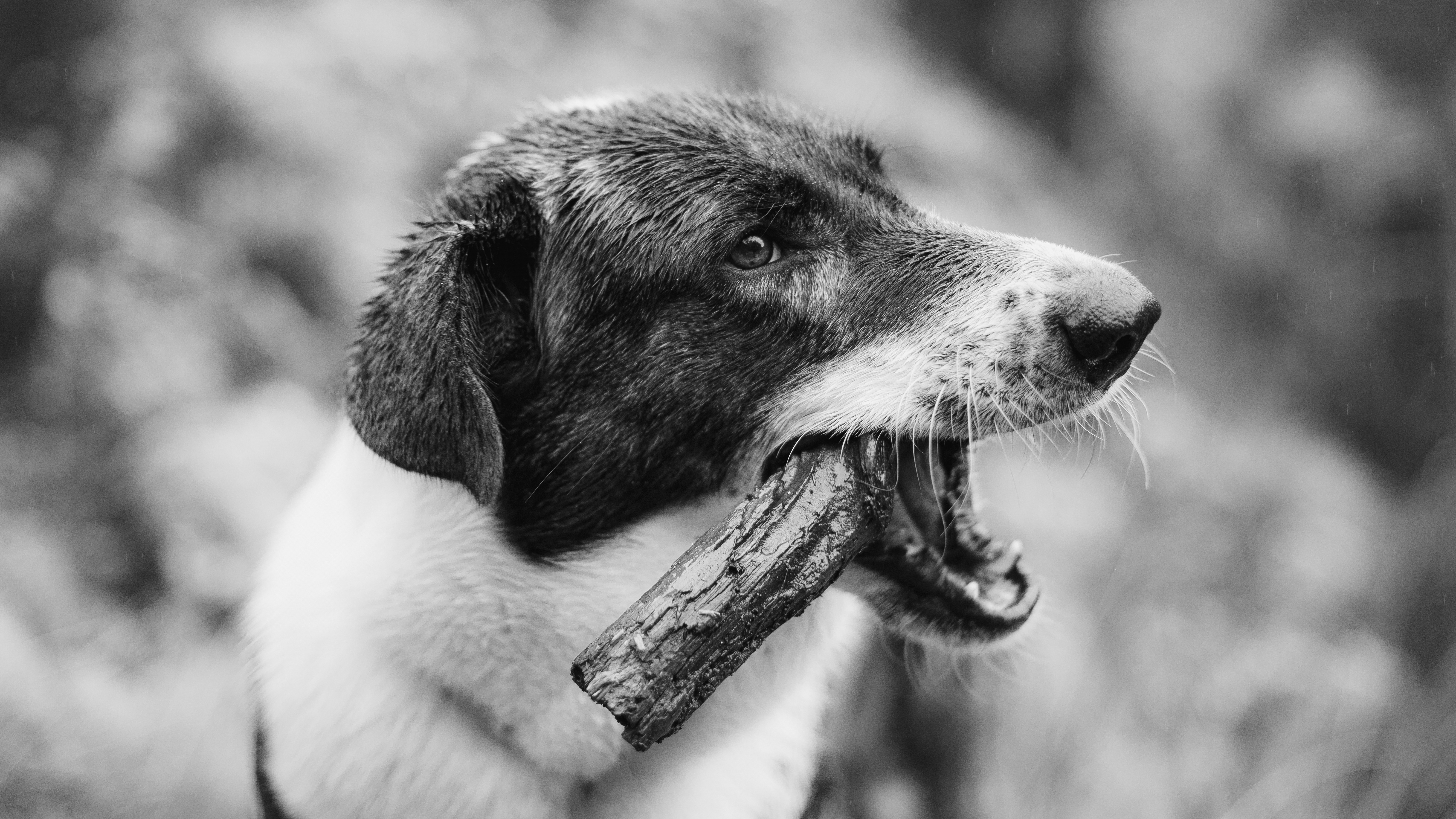 Mon chien a mangé un os qui a volé en éclats : quels sont les risques et que faire ?