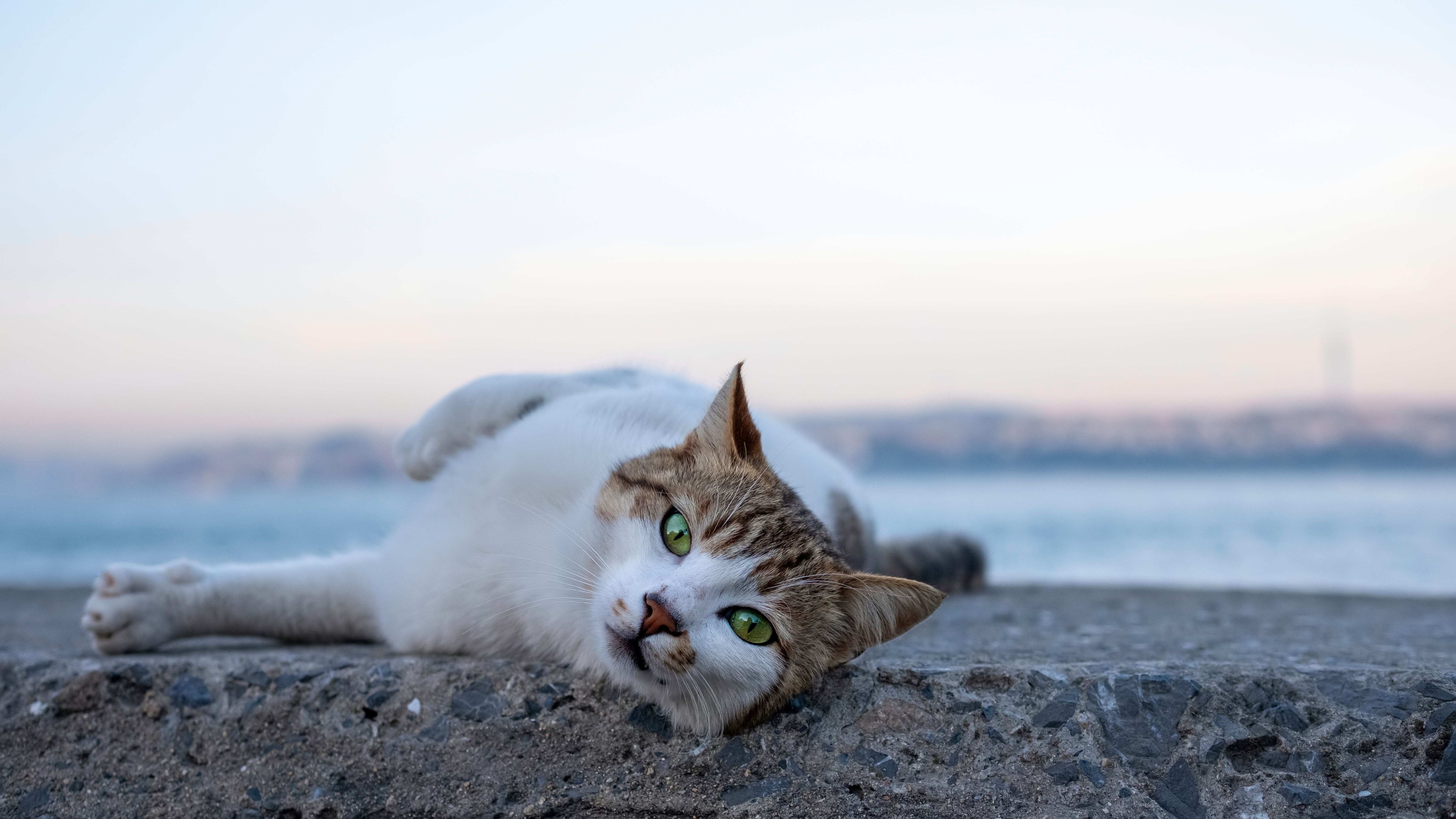 Changement de comportement du chat en été