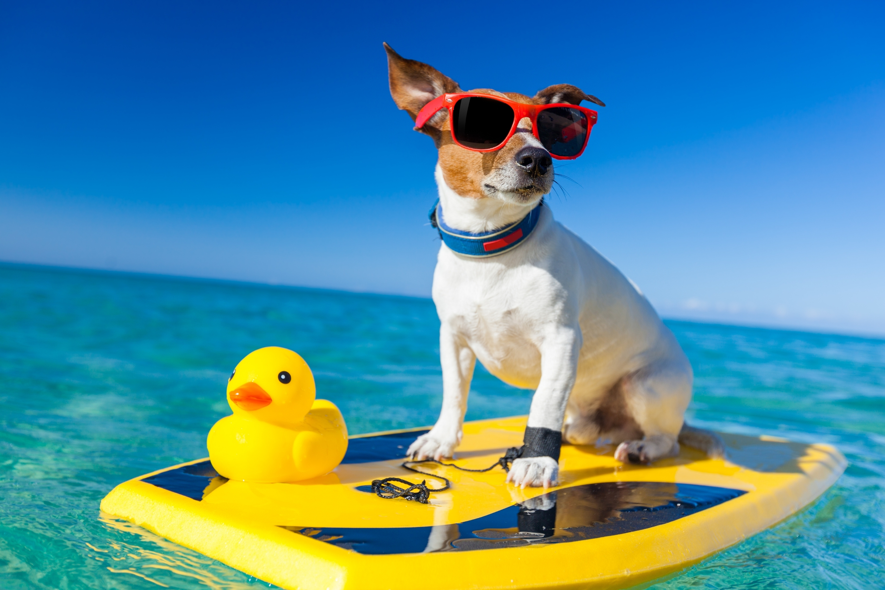 Comment faire garder son chien pendant les vacances : guide complet