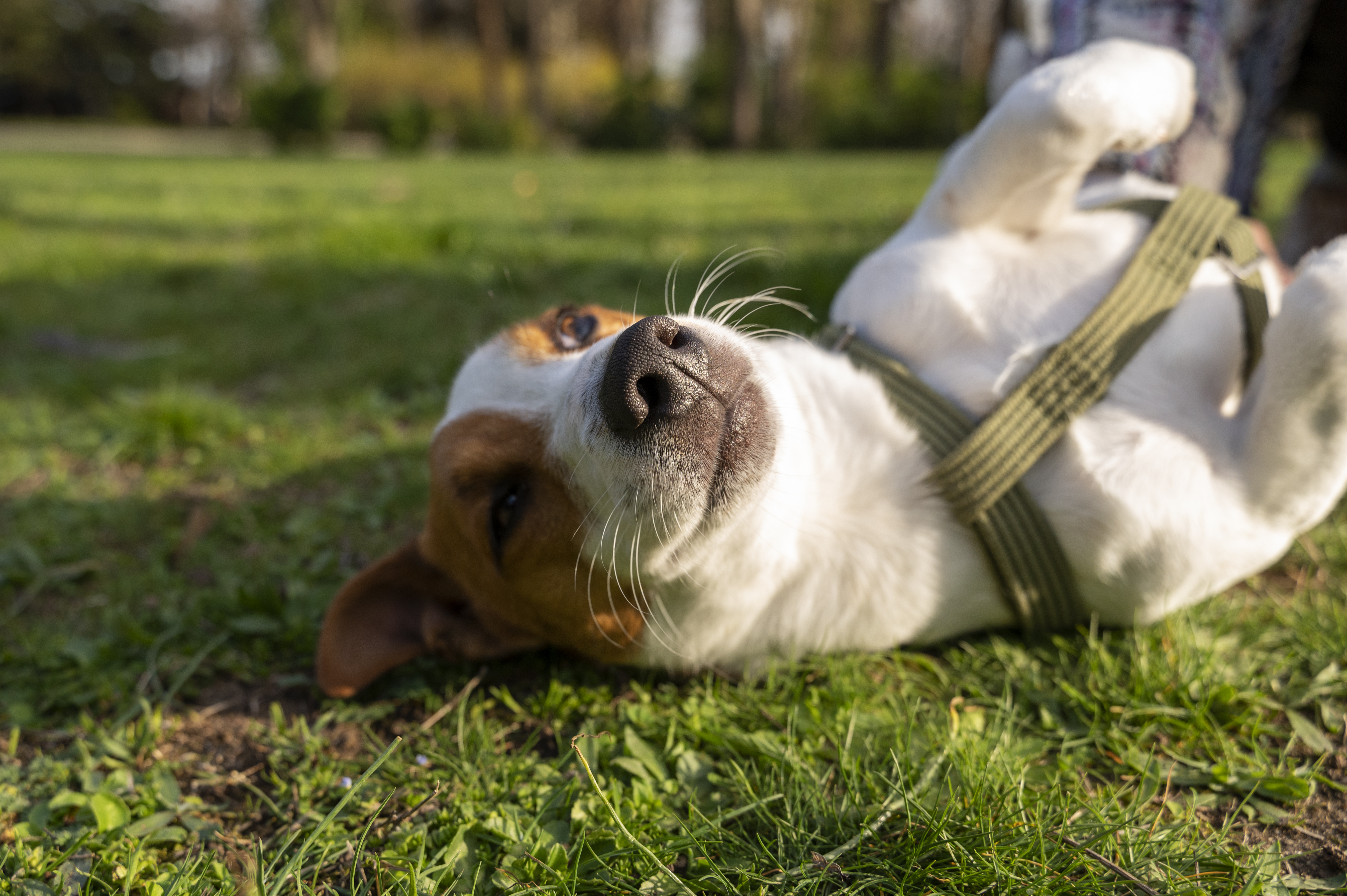 Faire garder son chien ou son chat à Toulouse : le guide complet du pet sitting