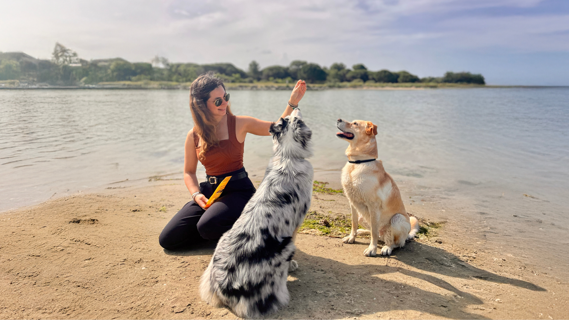 Bases du pet sitting professionnel