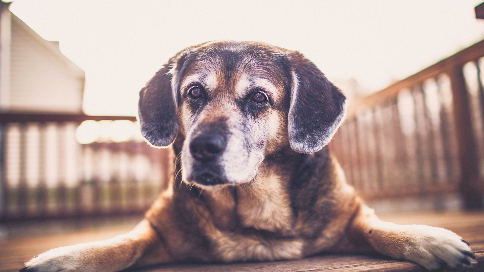 Accompagner un chien sénior