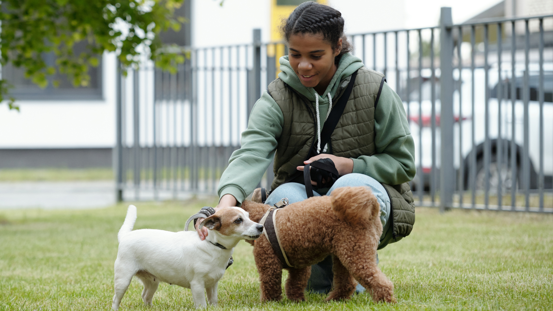 Législation pet sitting