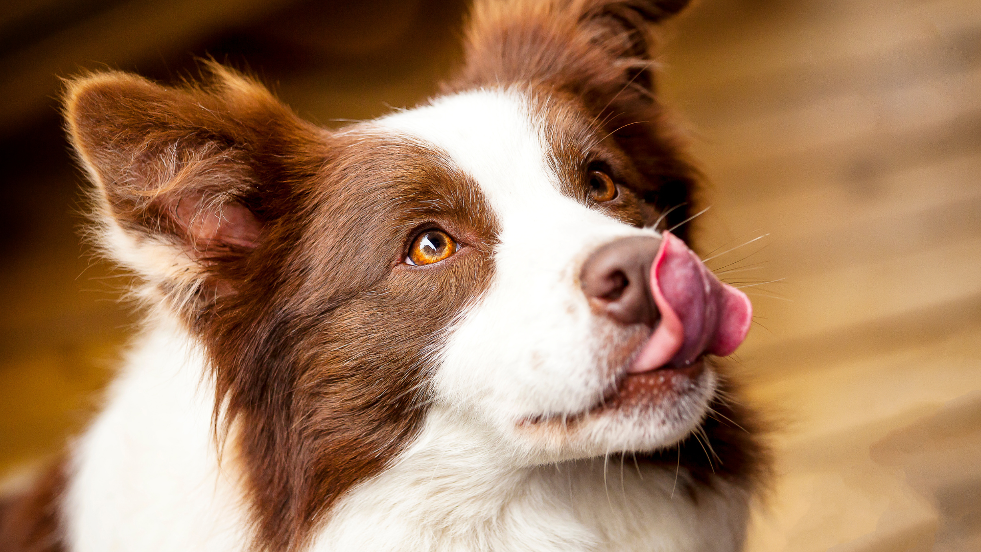 Signaux d'apaisement chien