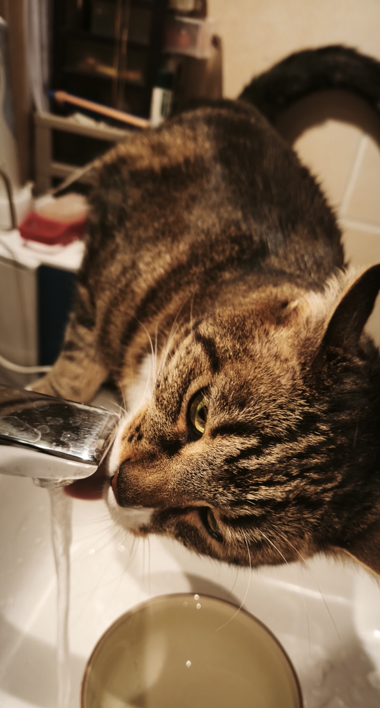 Photo de LecoeursurlapattePets69