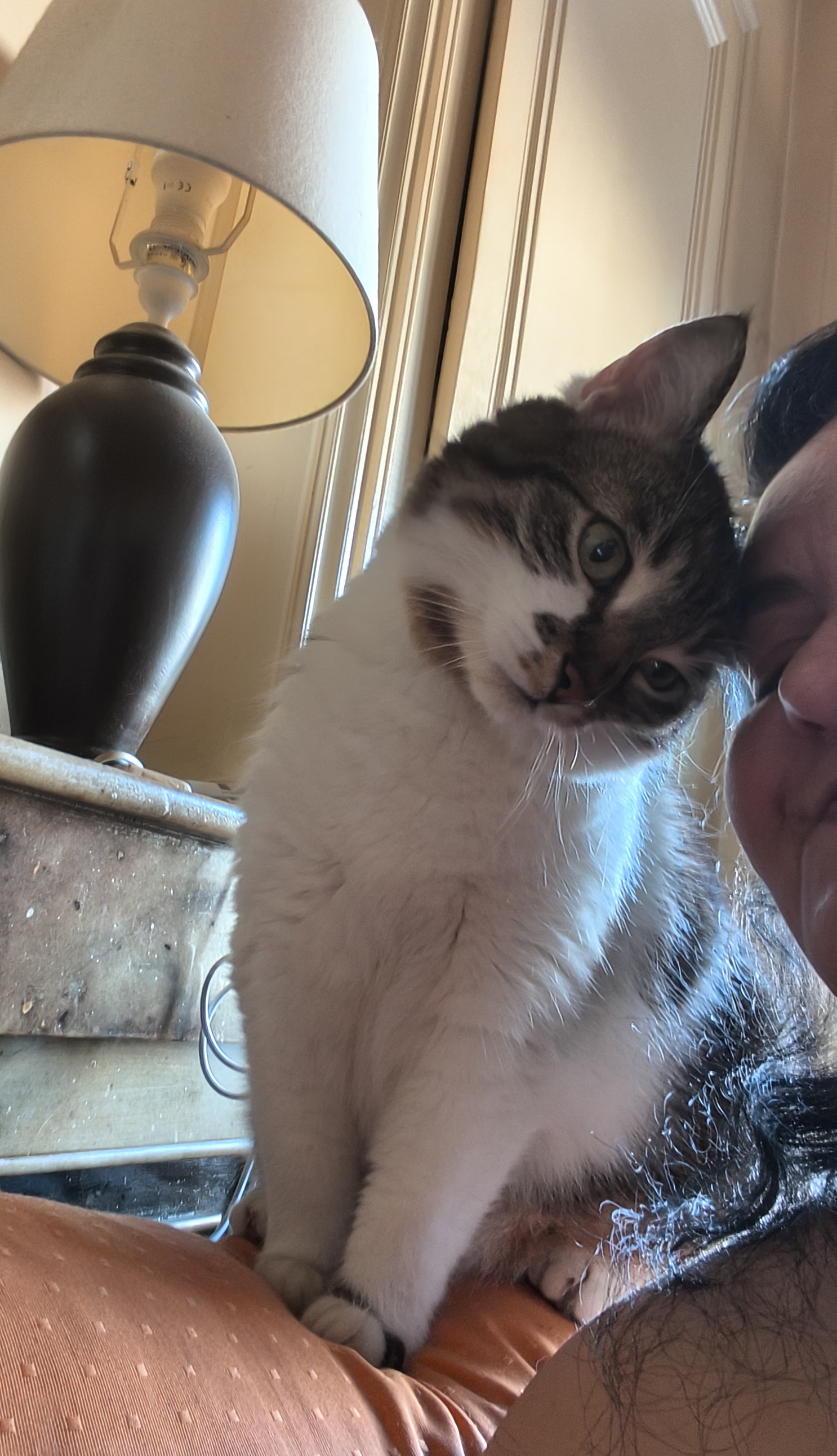 Photo de LecoeursurlapattePets69