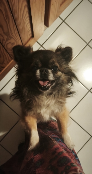 Photo de LecoeursurlapattePets69