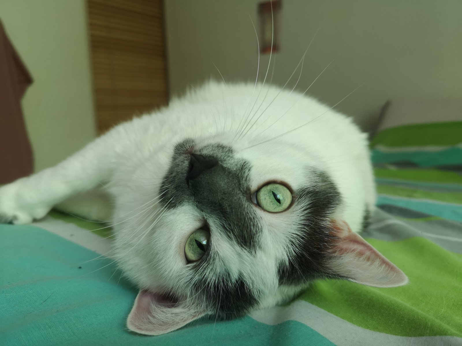 Photo de LES GÔNES À PATOUNES