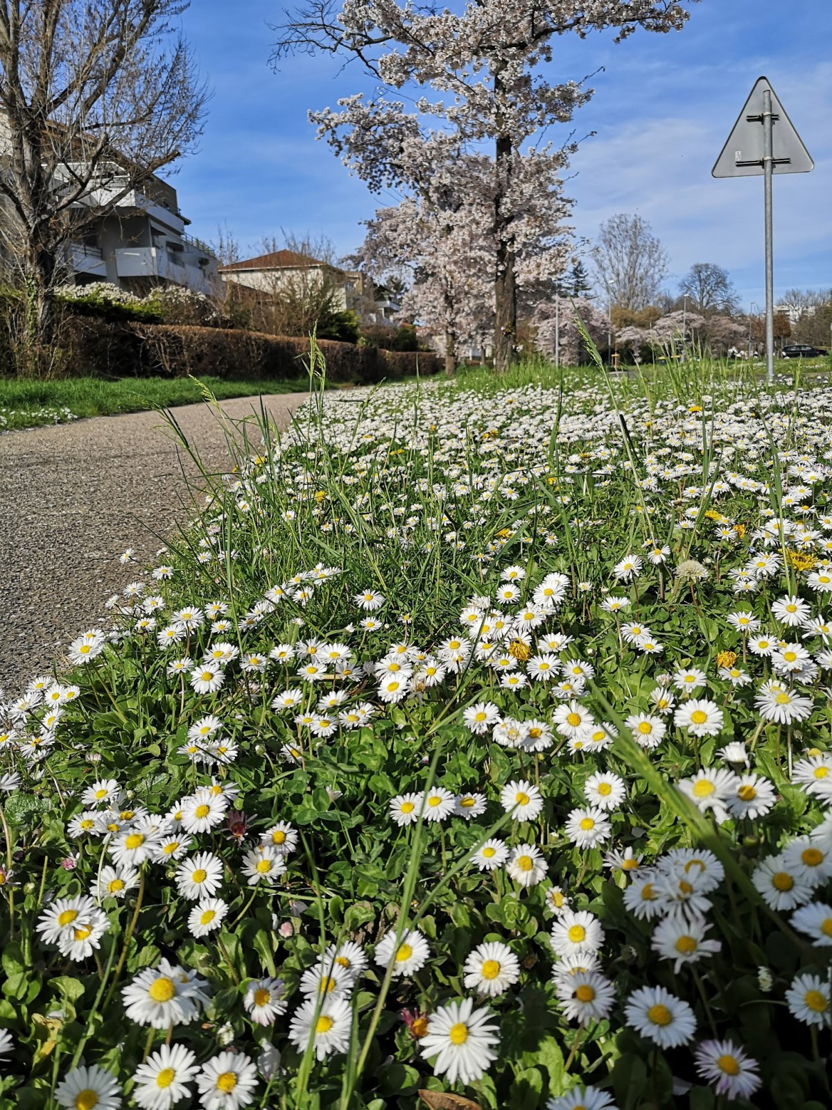Photo de LES GÔNES À PATOUNES